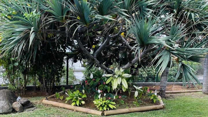 Installation arrosage automatique La Réunion
